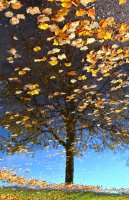 &quot;Rudens atspindys&quot; Eugenija Šeinauskienė